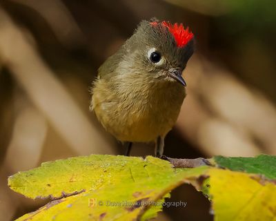RUBY-CROWNED KINGLET