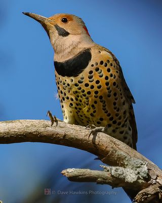 NORTHERN FLICKER (Yellow Shafted)