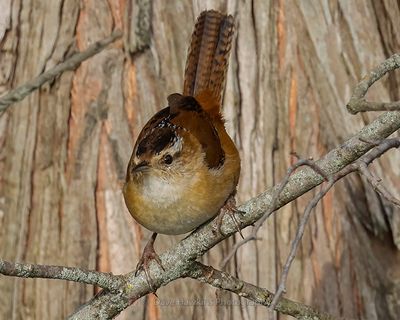MARSH WREN