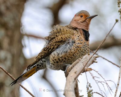 NORTHERN FLICKER (Yellow Shafted)