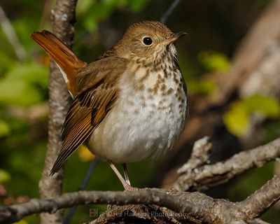 HERMIT THRUSH