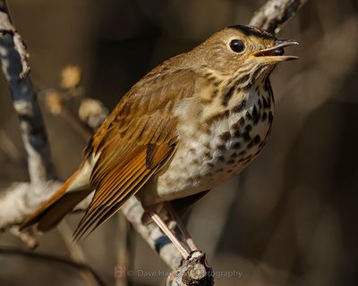HERMIT THRUSH