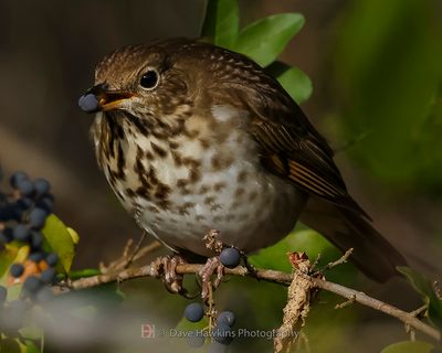 HERMIT THRUSH