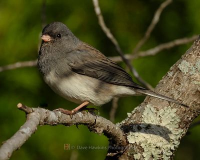 DARK-EYED JUNCO