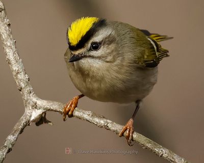 GOLDEN-CROWNED KINGLET