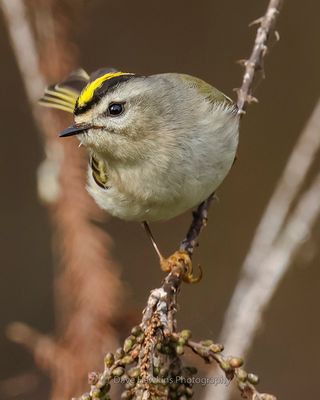 GOLDEN-CROWNED KINGLET