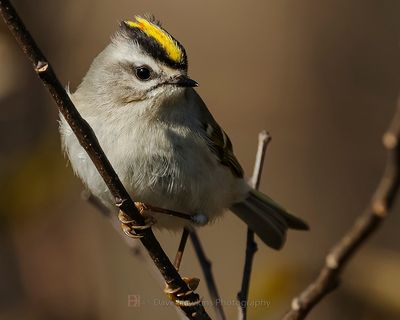 GOLDEN-CROWNED KINGLET