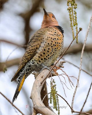 NORTHERN FLICKER (Yellow Shafted)