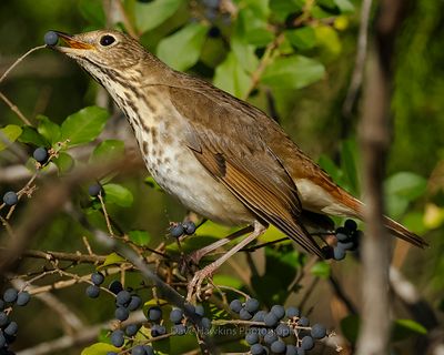 HERMIT THRUSH