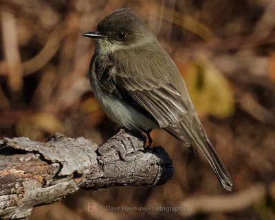 EASTERN PHOEBE