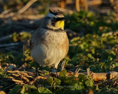 HORNED LARK