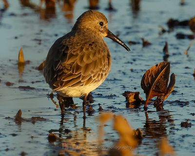 DUNLIN