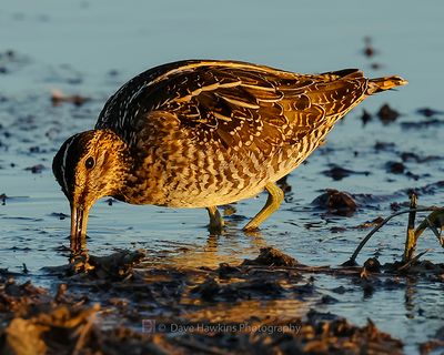 WILSON'S SNIPE
