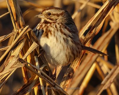 SONG SPARROW