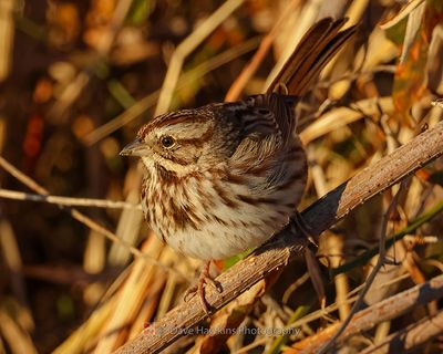 SONG SPARROW