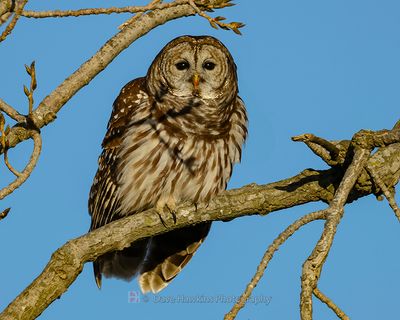 BARRED OWL