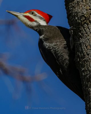 PILEATED WOODPECKER ◞