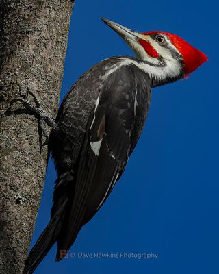 PILEATED WOODPECKER ◞