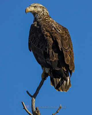 BALD EAGLE (Juvenile)