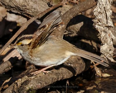 WHITE-THROATED SPARROW