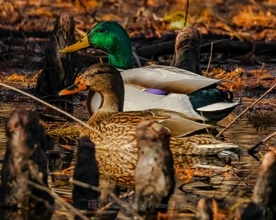 MALLARD