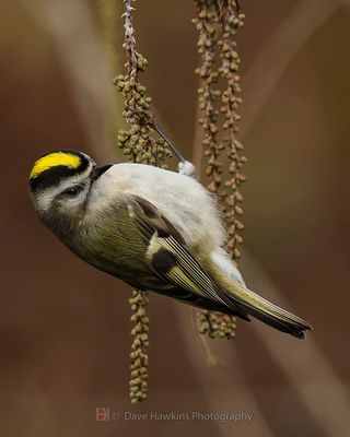 GOLDEN-CROWNED KINGLET