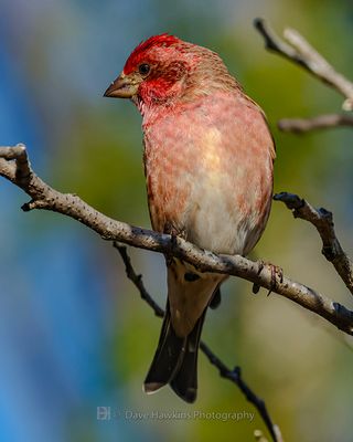 PURPLE FINCH