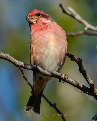 PURPLE FINCH