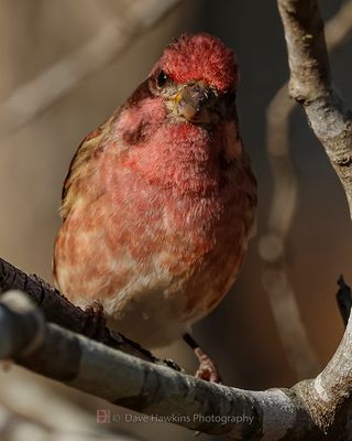 PURPLE FINCH