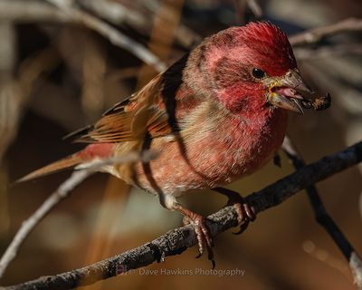 PURPLE FINCH