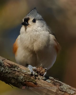 TUFTED TITMOUSE