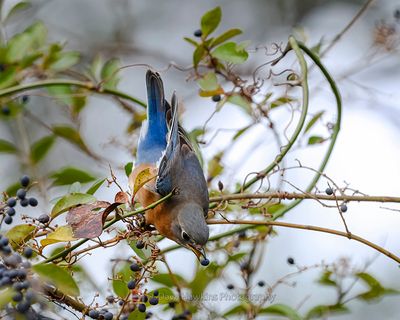 EASTERN BLUEBIRD