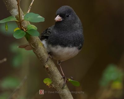 DARK-EYED JUNCO ♂
