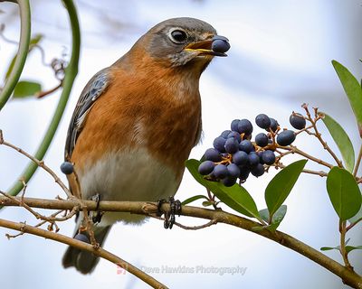 EASTERN BLUEBIRD