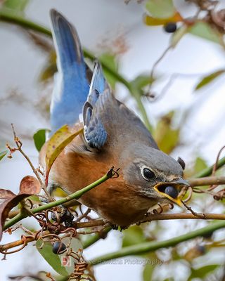 EASTERN BLUEBIRD