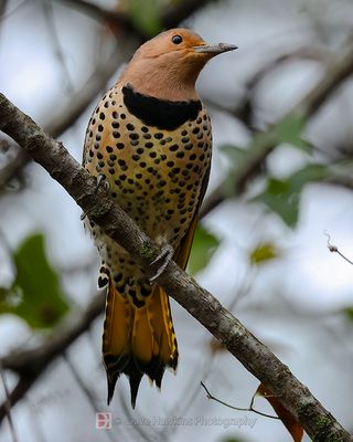 NORTHERN FLICKER (Yellow Shafted)