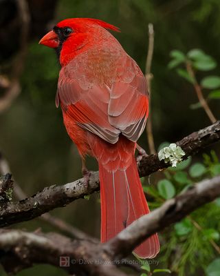 NORTHERN CARDINAL ♂