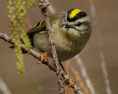 GOLDEN-CROWNED KINGLET