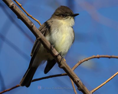 EASTERN PHOEBE