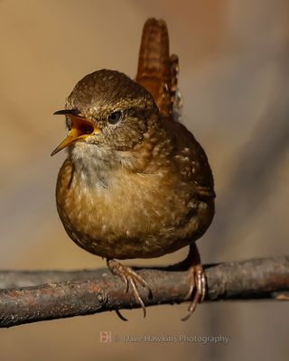 WINTER WREN