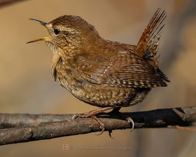 WINTER WREN
