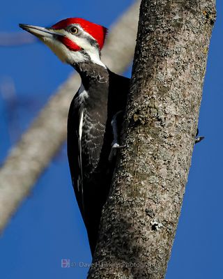 PILEATED WOODPECKER ◞