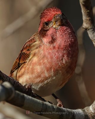 PURPLE FINCH