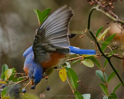EASTERN BLUEBIRD