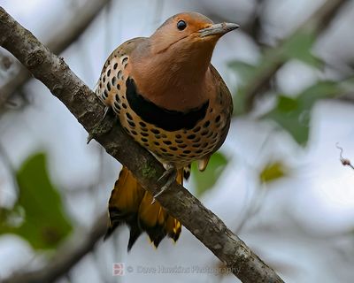 NORTHERN FLICKER (Yellow Shafted) ♀