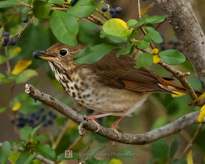 HERMIT THRUSH