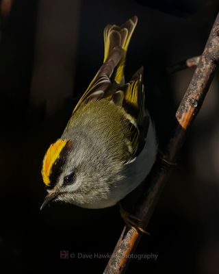 GOLDEN-CROWNED KINGLET