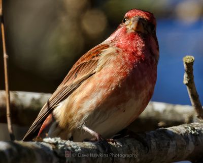 PURPLE FINCH