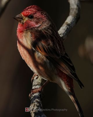 PURPLE FINCH