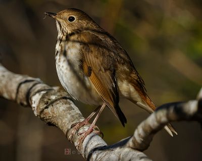 HERMIT THRUSH
